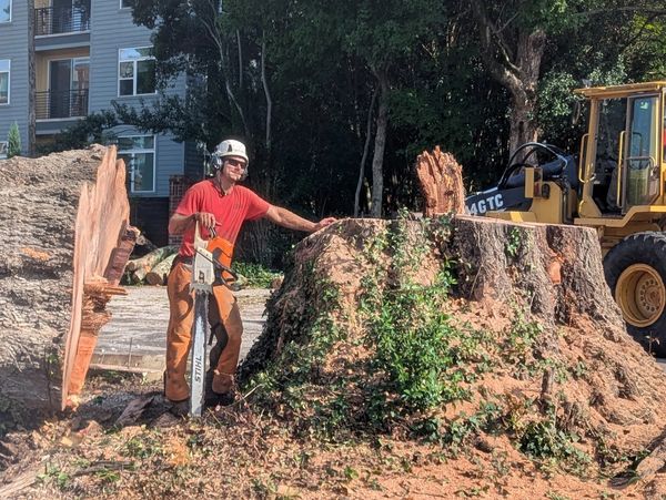 Man stands with chainsaw next to a large tree stump.