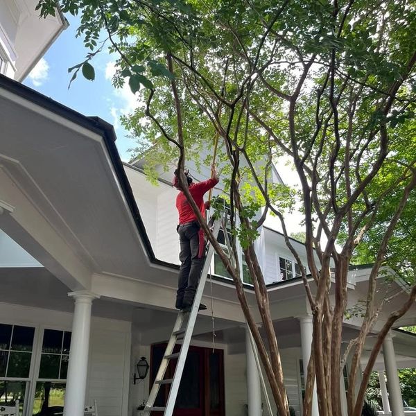 Crew member on ladder pruning a tree.