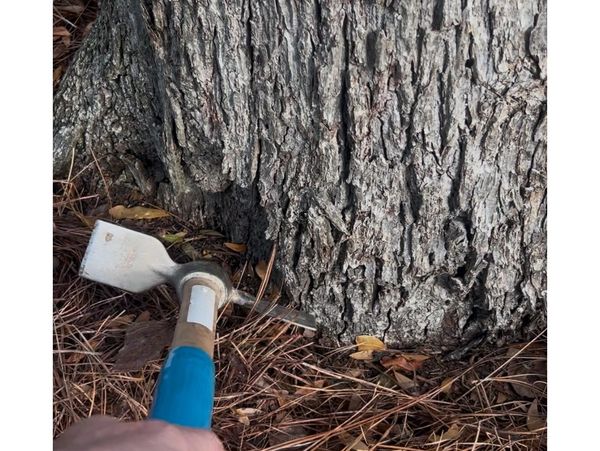 Close up of base of tree with damage.
