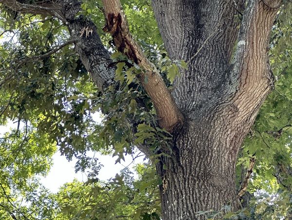Close up of tree with damaged bark.
