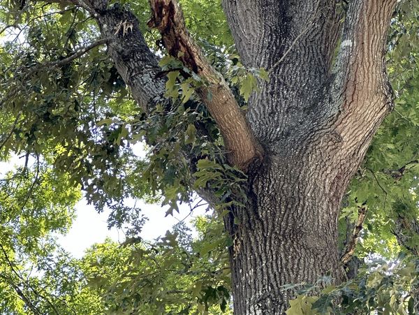 Close up of diseases tree branches.