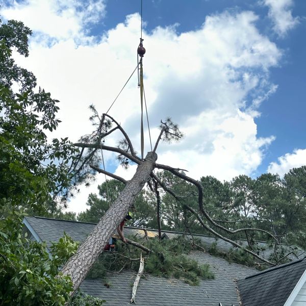 Tree being lifted off house by crane.