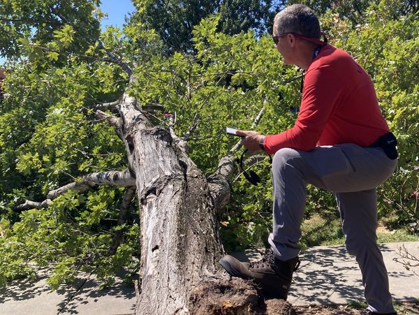 Brent standing on fallen tree.