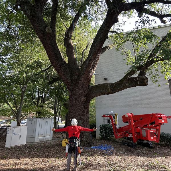 Arborist standing in front of large tree with arms outspread.