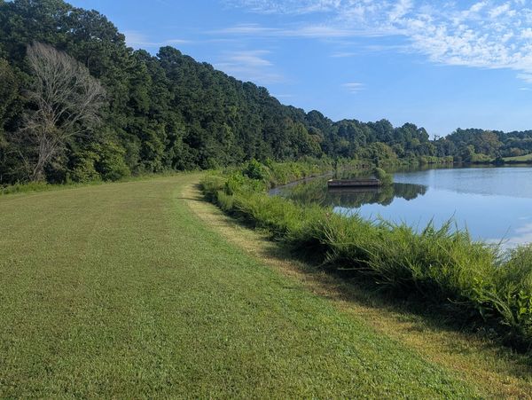 Grassy lakeside path with trees and a clear sky.