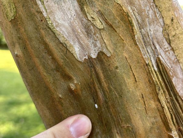 Close up of crape myrtle bark scale on tree.