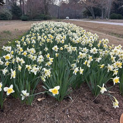 Field of blooming white and yellow daffodils.