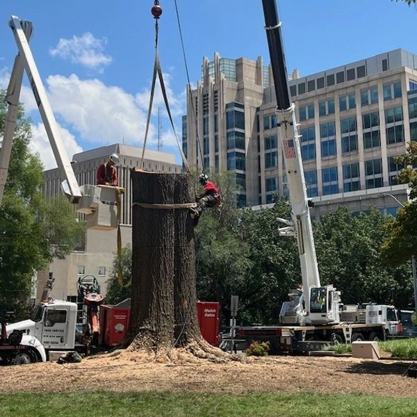 Bucket truck and crane removal in downtown Raleigh.