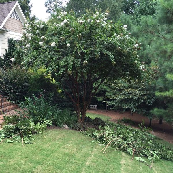 Crape myrtle tree after being pruned.