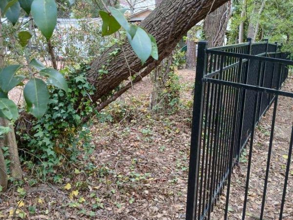 Leaning tree over iron fence.
