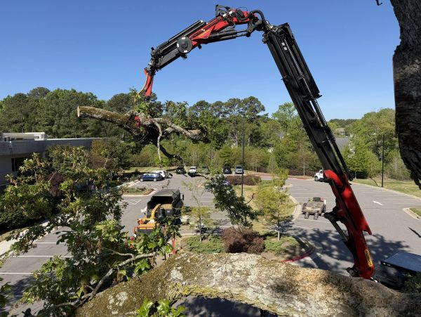 Crane lifting a large tree branch over a parking lot.