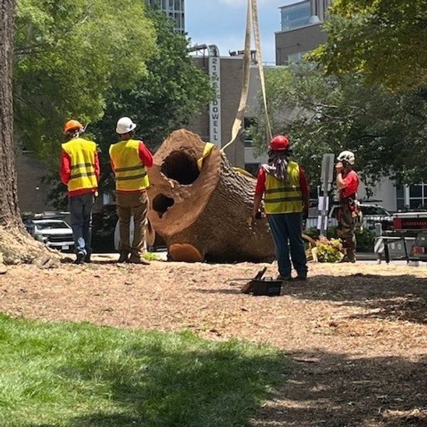 Tree crew getting ready to lift large section of tree with crane.