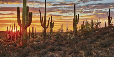 Arizona skyline. 