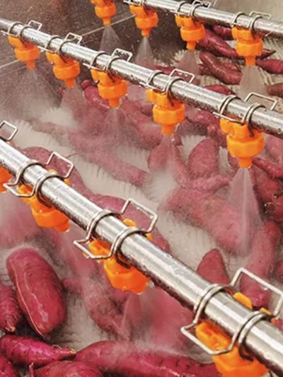 Industrial washing of sweet potatoes using spray nozzles.