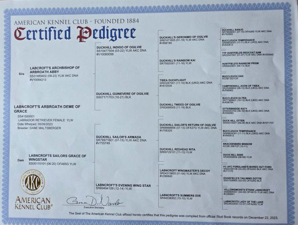 American Kennel Club Certified Pedigree document for a dog.