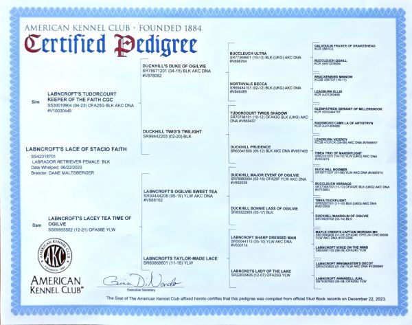 Certified pedigree document for a Labrador dog.