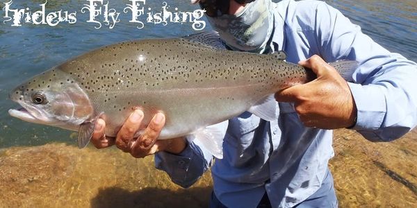 Fly fishing trophy rainbow trout in Northern California with Irideus streamer fly fishing flies. 