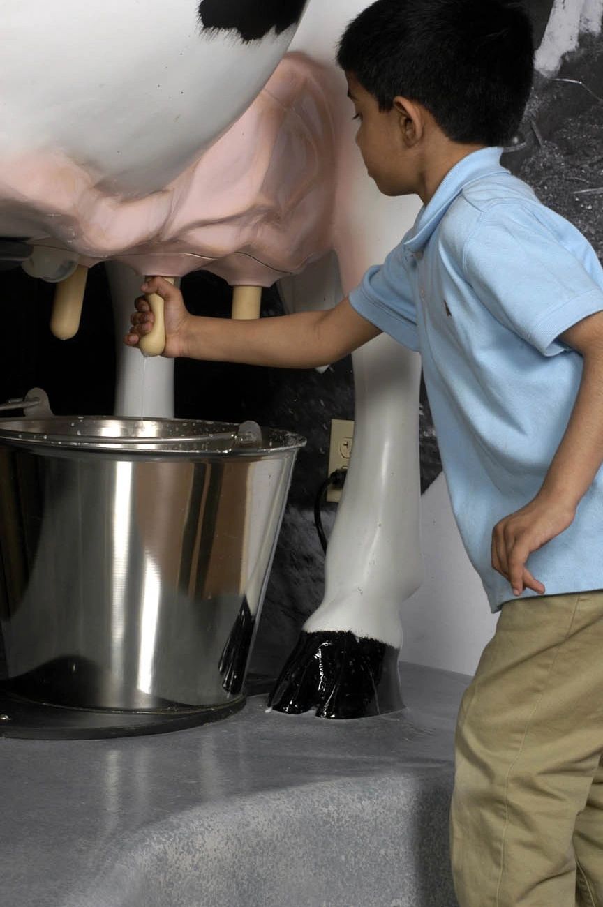 A boy practicing milking on a cow model with a metal bucket.