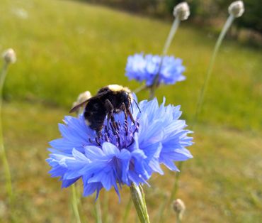 Oregon bumblebee on bachelor button blossom