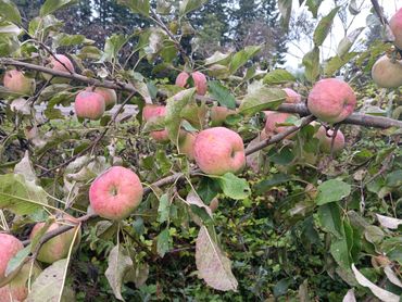 Organically grown Astoria apples