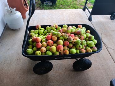 2023 apple harvest