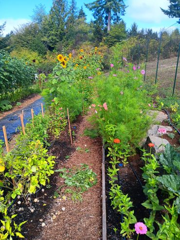 Cosmos,  zinnias and sunflowers