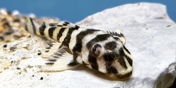 Plecostomus pleco