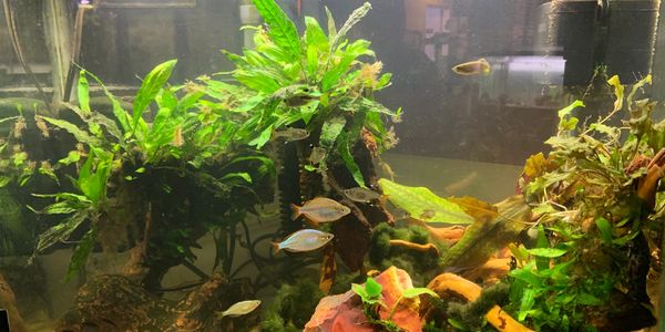 planted aquarium