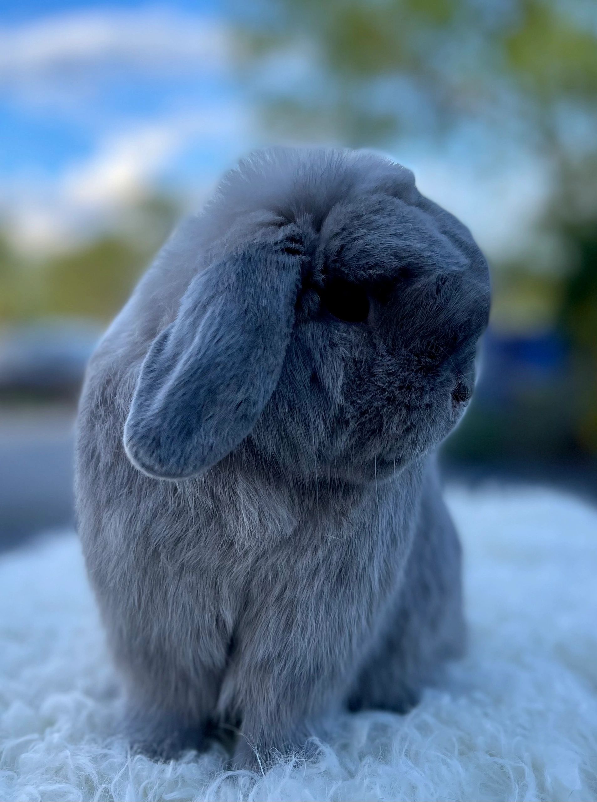 mini plush lop for sale
