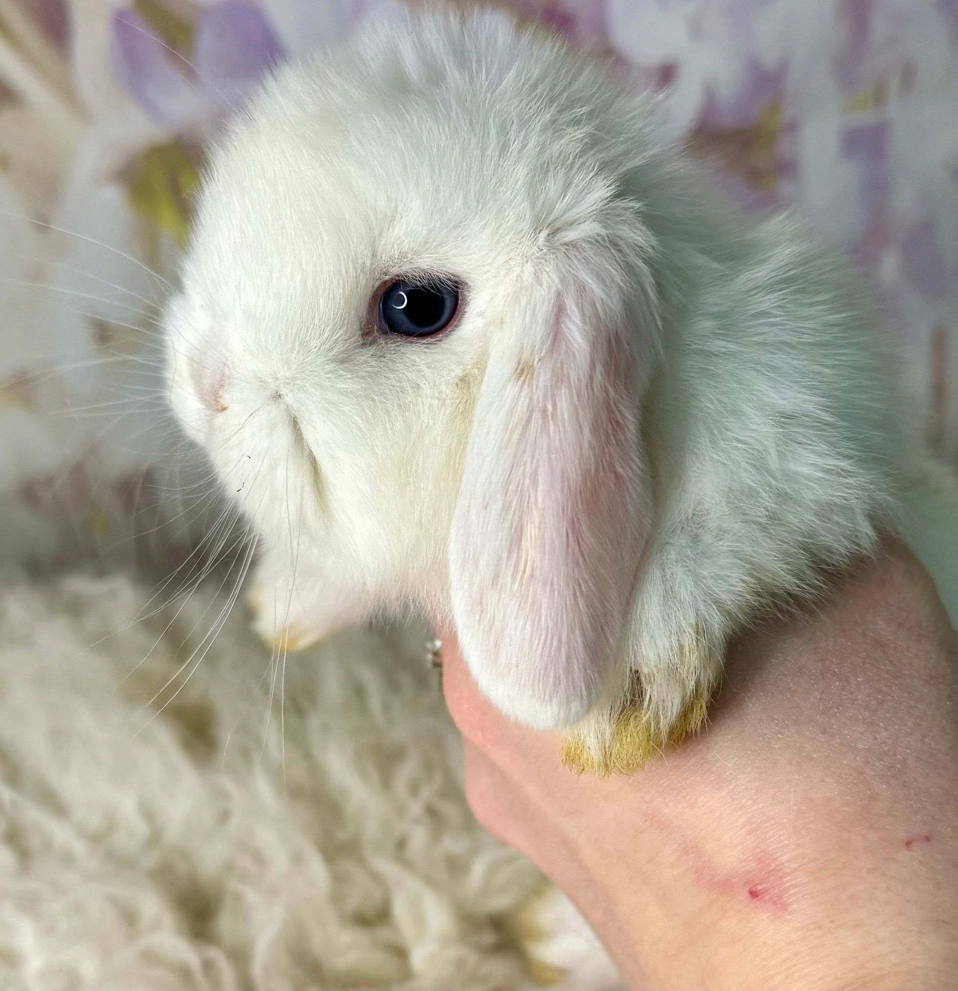 What Beautiful Blue Eyes You Have, Bunny! — The Daily Bunny