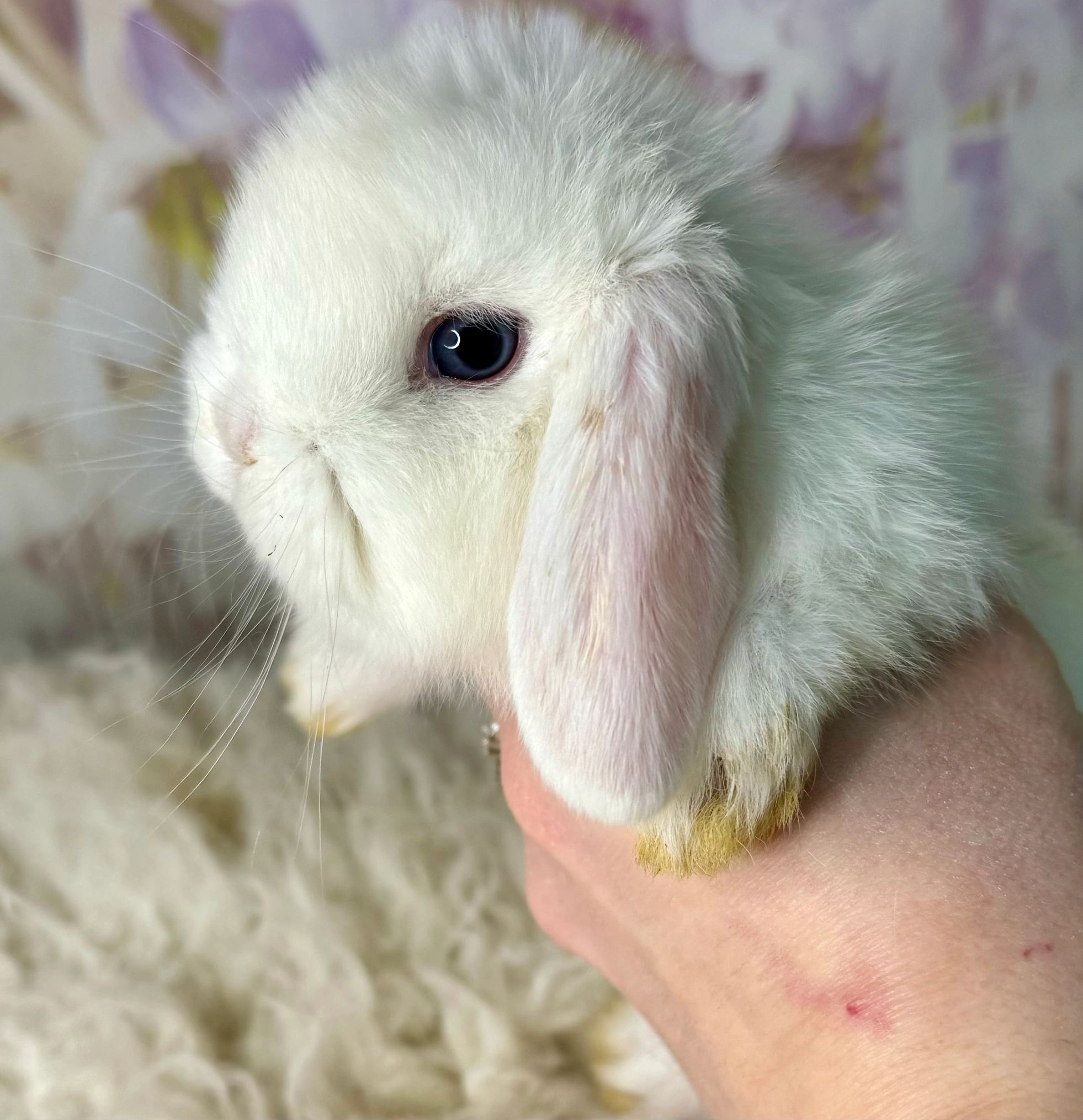 Bunny Has Pretty Blue Eyes — The Daily Bunny