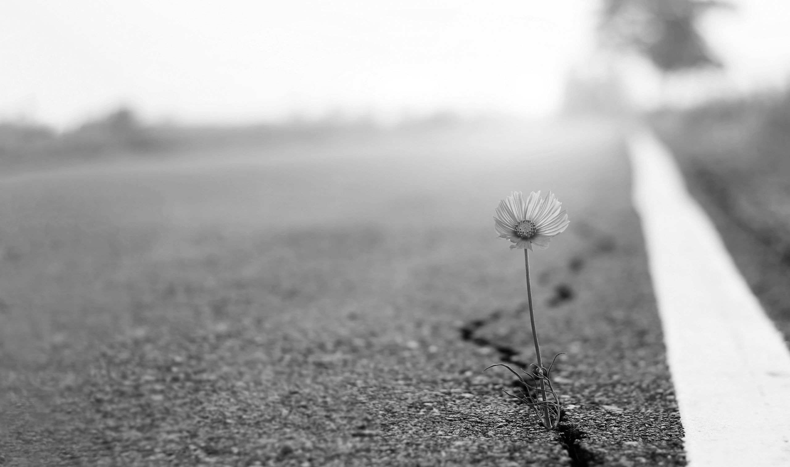 crack in asphalt with flower