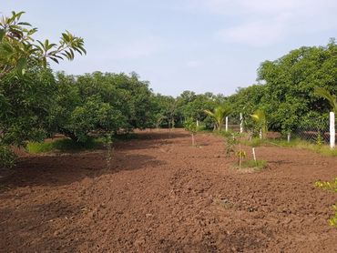 A cultivated farm area with young trees and clear soil.