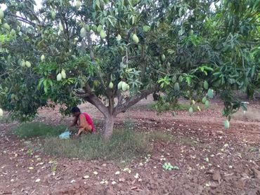 A person crouching under a mango tree in an orchard.