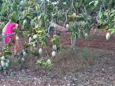 Person harvesting mangoes from a tree in an orchard.