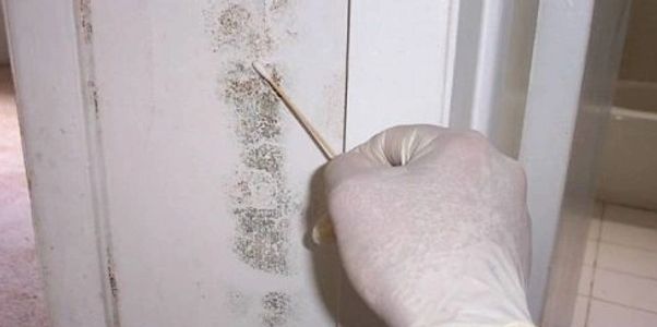 Mold Surface Testing