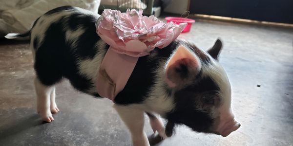 KuneKune piglet lives her best life both in our house as well as outside with the other farm animals