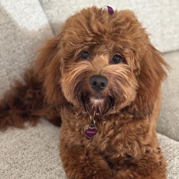 Fluffy brown dog with a heart-shaped tag.