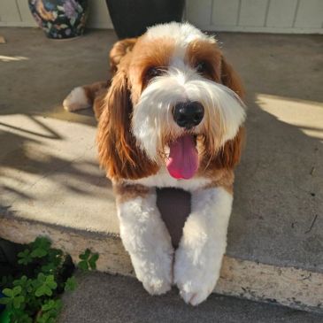 Fluffy dog with tongue out lying on concrete.