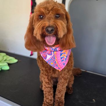 Happy brown poodle wearing a colorful bandana.