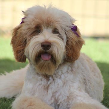 Fluffy dog with purple bows lying on grass.