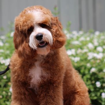 Fluffy brown and white dog outdoors.