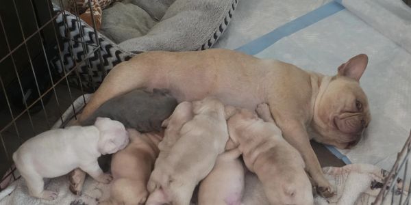 A mother dog nursing her puppies in a cozy pen.
