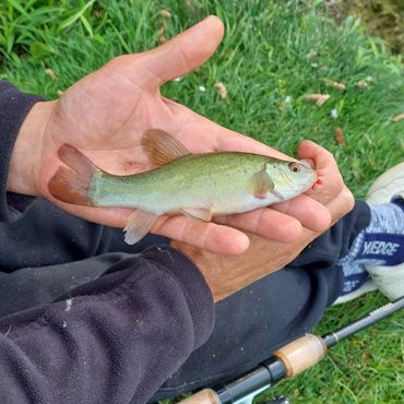 Baby Tench , tench fishing , Claydon Park Fishery , Claydon Pike , fishing Cotswolds , fish Lechlade