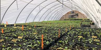 A greenhouse filled with rows of young plants in pots under a translucent cover.