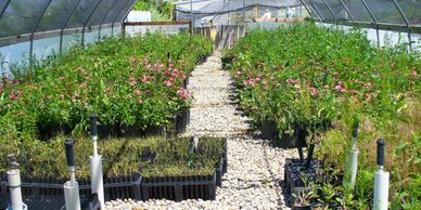 Greenhouse nursery with various plants and flowers growing in pots.