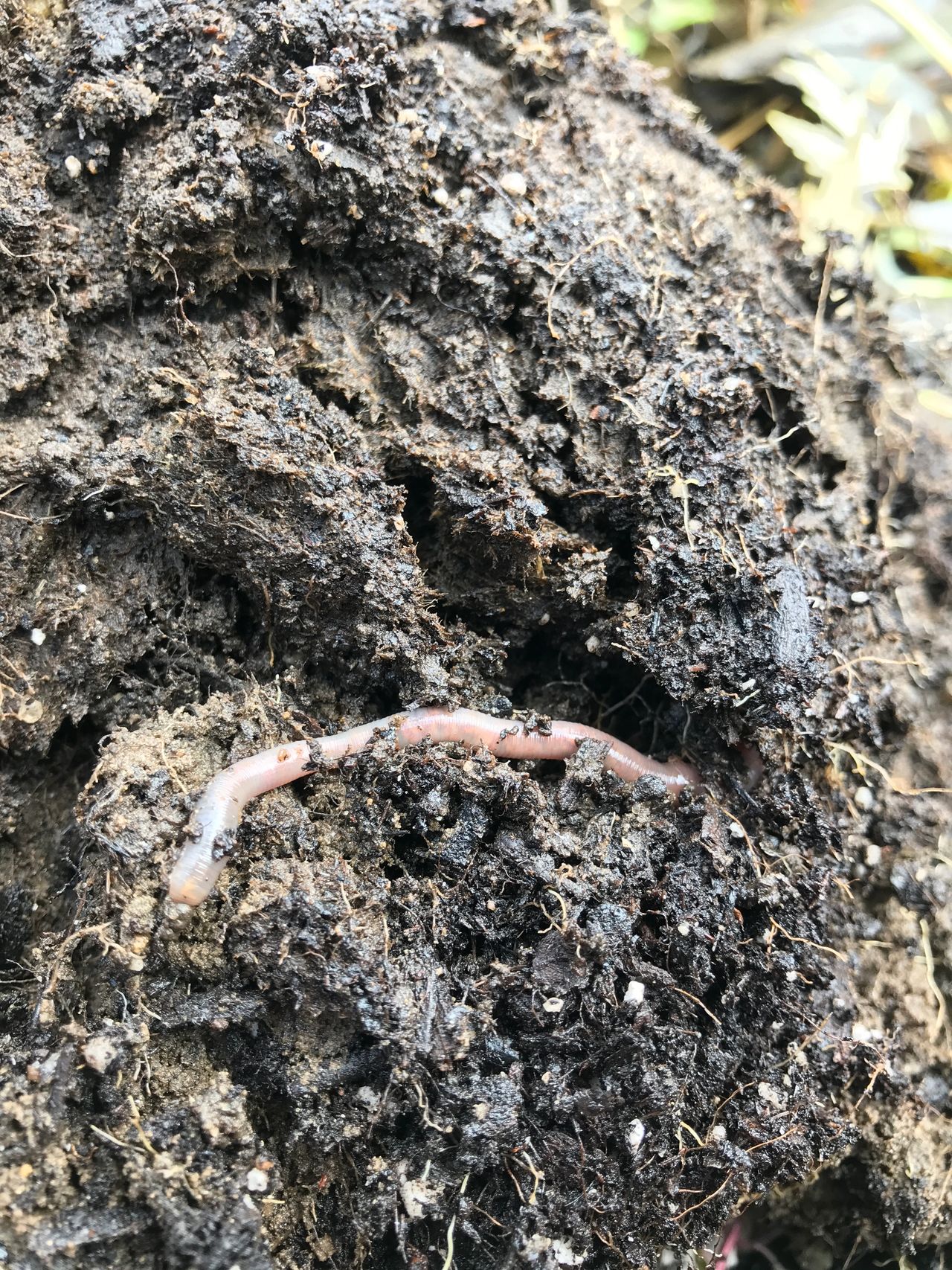 decomposition of CowPot planted in soil 