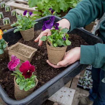 transplanting pansies in a biodegradable pot