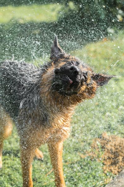 Wet dog shaking off water with droplets flying around.
