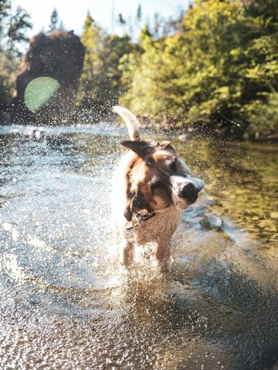 Dog shaking off water in a stream.